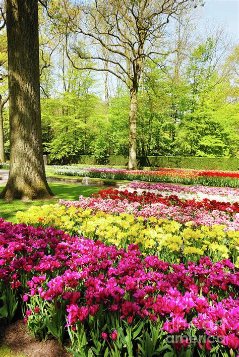 Keukenhof park Photograph by Olena Mykhaylova - Pixels