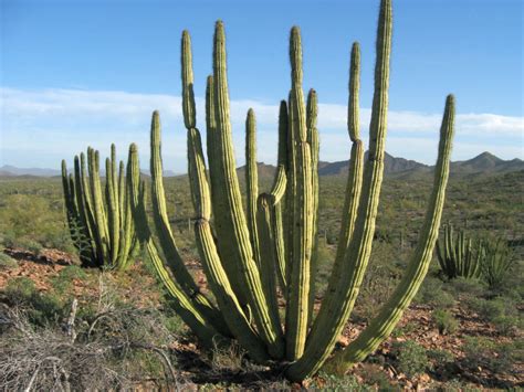 Stenocereus thurberi (Organ Pipe Cactus) | World of Succulents