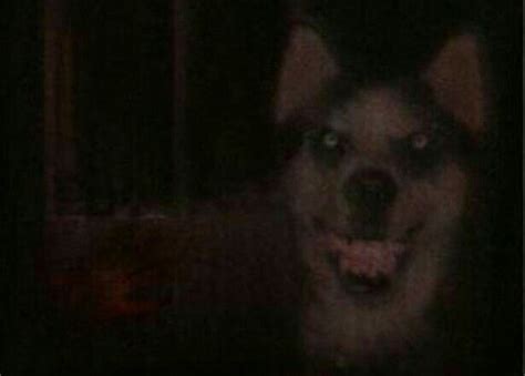 Pin by Red Panda on Fandoms in 2020 | Smiling dogs, Creepy, Creepy pictures