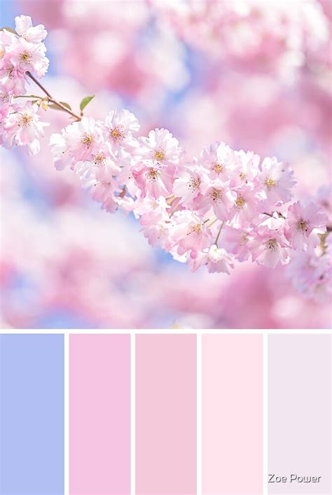 "Cherry Blossom Colour Palette in pastel pinks" by Zoe Power | Redbubble