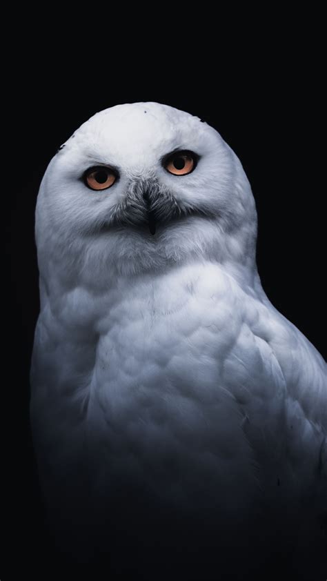 Owl Wallpaper Android