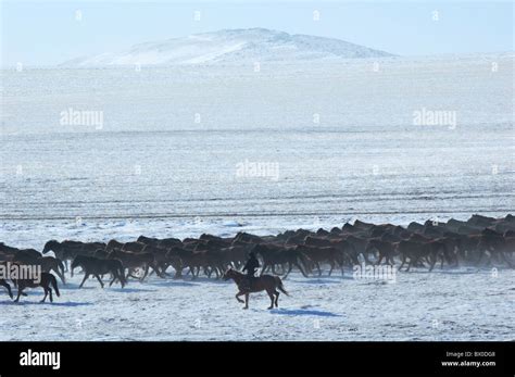 Herder herding Mongolian horses in winter, Hulun Buir Grassland, Manzhouli, Hulunbuir, Inner ...