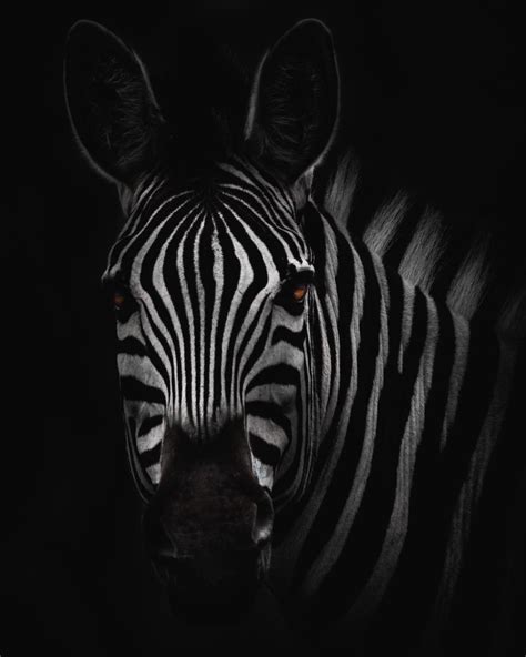 Black and White Zebra Wallpapers - Top Free Black and White Zebra Backgrounds - WallpaperAccess