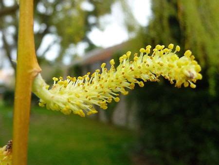 Weeping Willow - TreeInspection.com