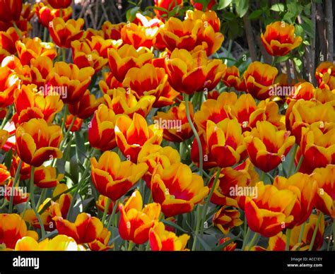 Red-Orange Tulips Stock Photo - Alamy