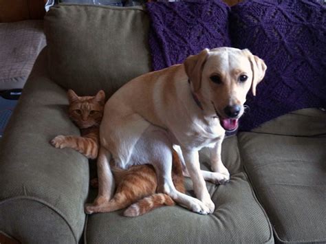 Dogs Sitting On Cats Is Just What Your Day Needs