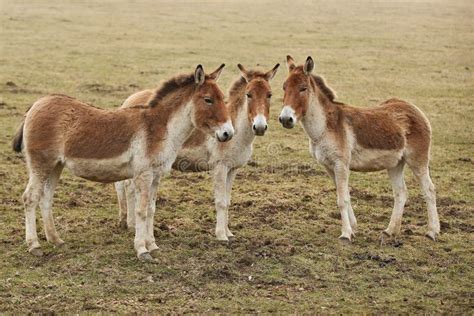 Przewalski`s Horse in the Nature Looking Habitat during Autumn Time. Stock Image - Image of farm ...