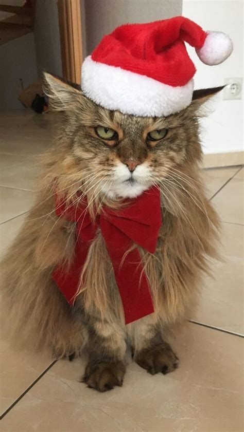 Grumpy christmas cat : r/pics