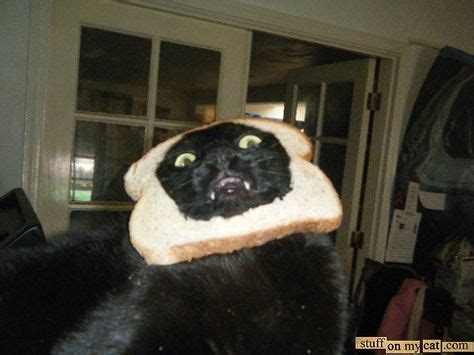 cat breading! | Black cat humor, Derpy cats