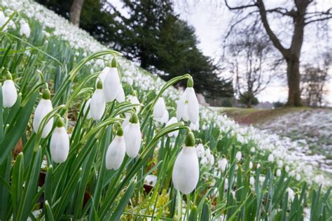 5 places to visit during the Snowdrop Festival - Historic Environment ...