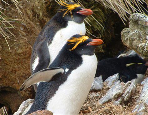 Macaroni - Falklands Conservation