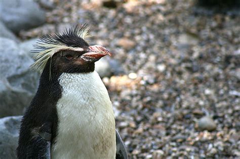 IMG_5581 | Rockhopper penguin, a la Happy Feet | tiny_packages | Flickr