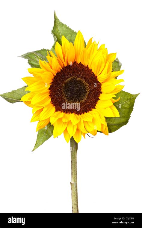 Single sunflower Stem Stock Photo, Royalty Free Image: 37909865 - Alamy