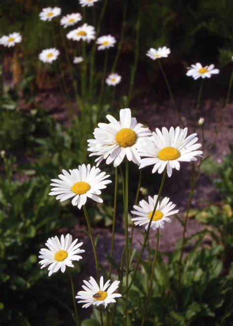 CHRYSANTHEMUM leucanthemum MAY QUEEN - Muller Seeds