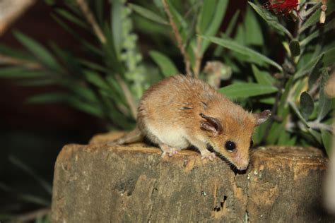 Western Pygmy-possum (Cercartetus concinnus) - ZooChat