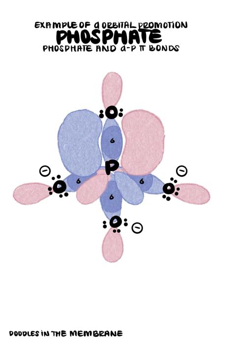 Chlorate the two d p pi bonds forming in chlorate animation doodles in the membrane – Artofit