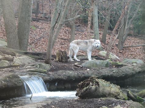 Gray Wolf at Cleveland Metroparks Zoo - Cleveland, Ohio | Flickr