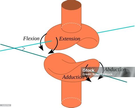 Saddle Joint Stock Illustration - Download Image Now - Saddle, Joint - Body Part, Anatomy - iStock