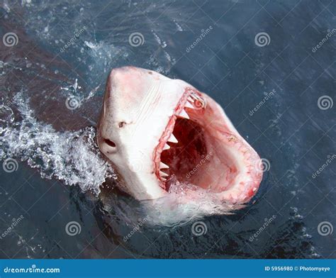 Shark attack stock photo. Image of creature, jump, mouth - 5956980