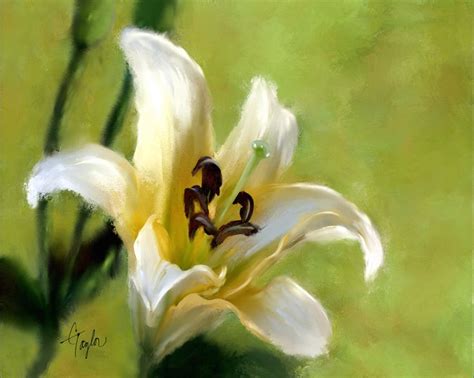 "Lily of the Field" 11 x 14 www.ColleenTaylorArtist.com | Art contest, Art, Lilies of the field