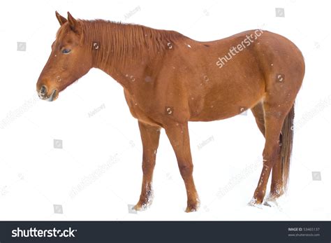 Brown Horse On Snow Background Stock Photo 53465137 : Shutterstock