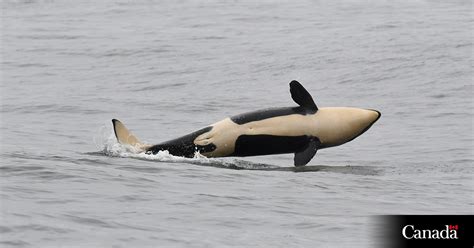 Newborn orca is a girl; plays big role in future health of endangered species: DFO