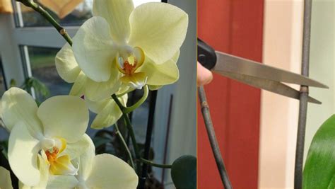 Care Of Orchids After Flowering: Essential Tips for Success | Farmvina