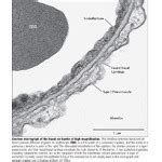 Electron Micrograph of the Blood-air Barrier at High Magnification