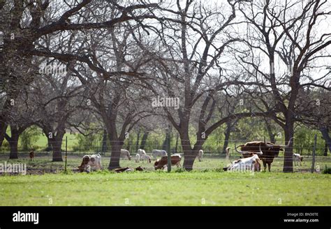 Texas longhorn cattle ranch hi-res stock photography and images - Alamy