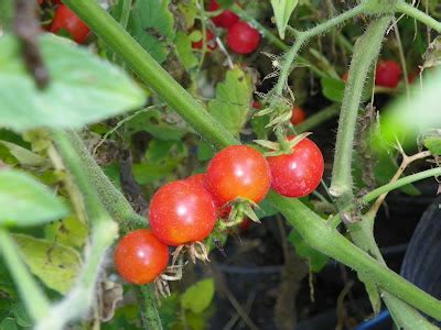 Simply Living: New to gardening? Plant a cherry tomato!