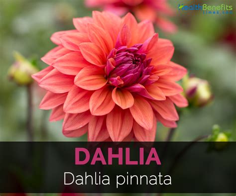 Dahlia Facts and Medicinal uses