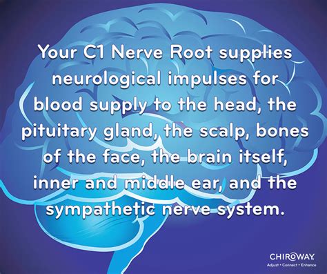 C1 Neurological Function - ChiroWay