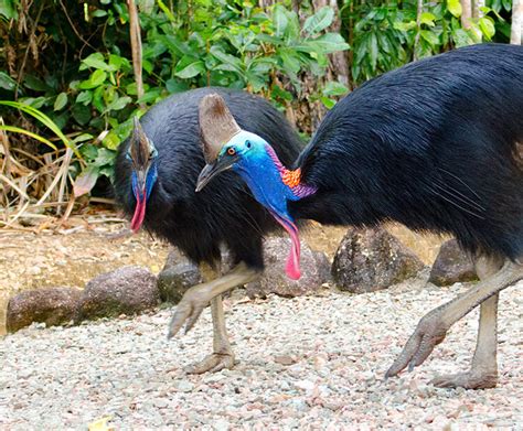 Southern cassowary | San Diego Zoo Wildlife Explorers