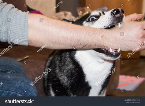 Why Do Dogs Like Biting Hands