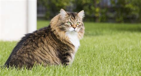 Siberian Cat Personality | breeders | price - MaineCoon Companion