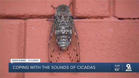 Loud cicada sounds will likely impact people with sensory issues