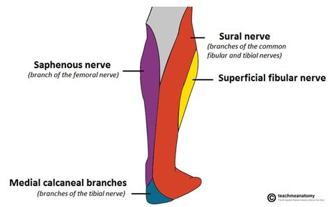 Tibial Nerve | Lower limb, Sensory nerves, Femoral nerve