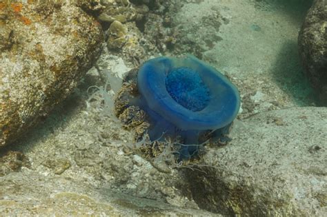 Crown Jellyfish Stock Photo - Download Image Now - Andaman Sea, Animal, Animal Wildlife - iStock