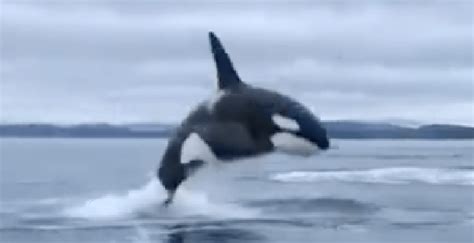 Watch this epic video of an orca whale breaching near Victoria | Curated