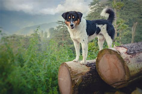 Himachali Dog Pictures | Download Free Images on Unsplash