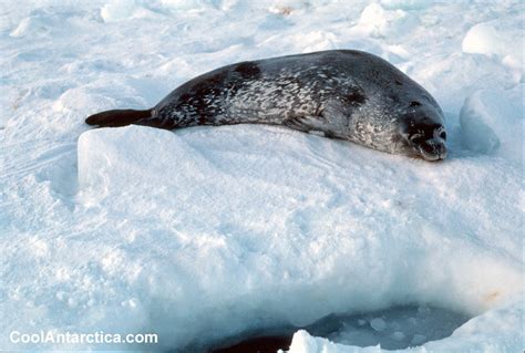 Thumbnails - Weddell Seal Adult 1 - Free use pictures of Antarctica