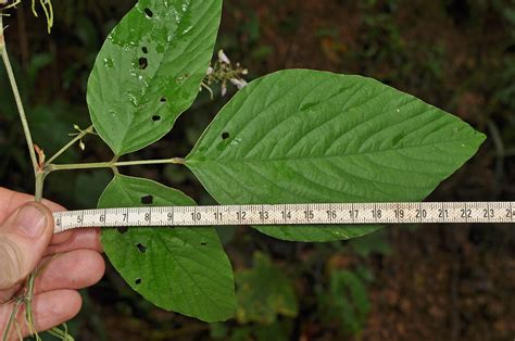 Desmodium plant8 (Fabaceae) image 121746 at PhytoImages.siu.edu