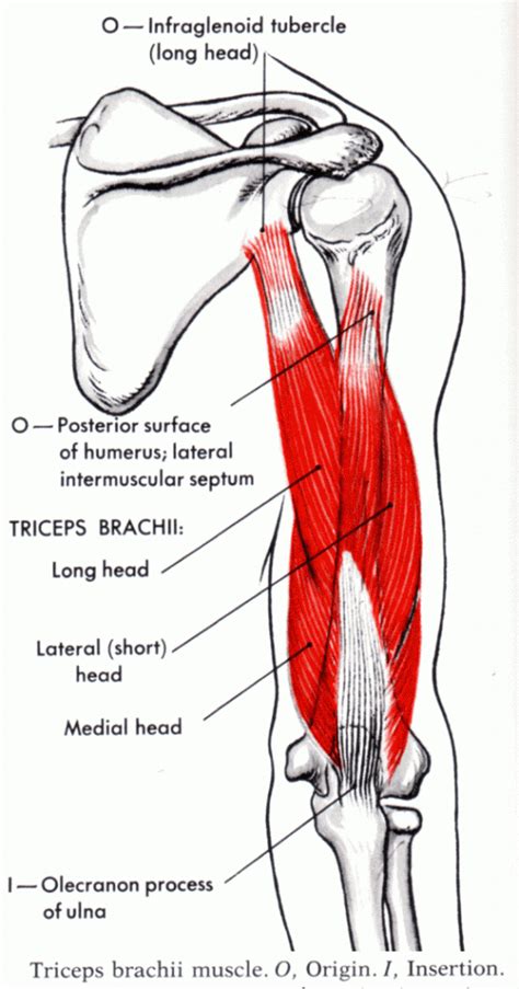 Shoulder / ПЛЕЧИ: Triceps brachii Muscle