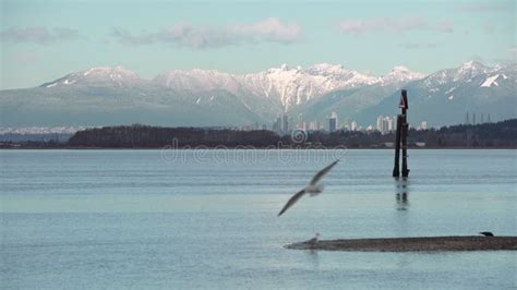 Burnaby BC Skyline Across Boundary Bay 4K UHD Stock Footage - Video of park, mountains: 260369168