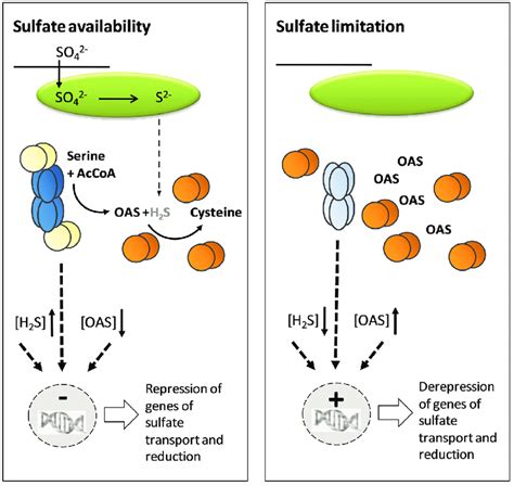 Model for regulation of cysteine synthesis by the CS complex | Download ...