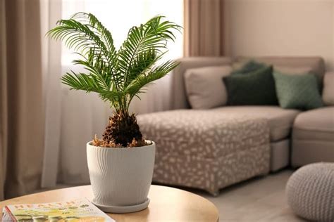 Indoor Palm Tree Care: 7 Essential Rules Jay Scotts Collection