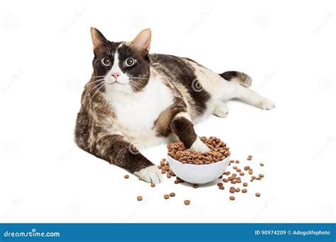 Fat Cat Eating from Overflowing Food Bowl Stock Image - Image of white, full: 90974209