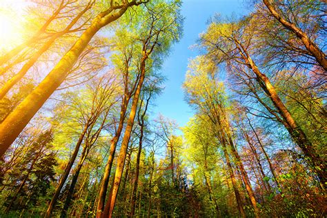 Fondos de Pantalla Bosques árboles Naturaleza descargar imagenes