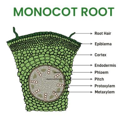 ¿Qué es la raíz de monocotiledóneas? – Definición, Estructura, Características, Ejemplos ...