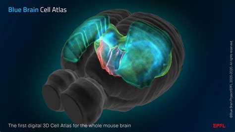 In brief ‒ Blue Brain Project ‐ EPFL